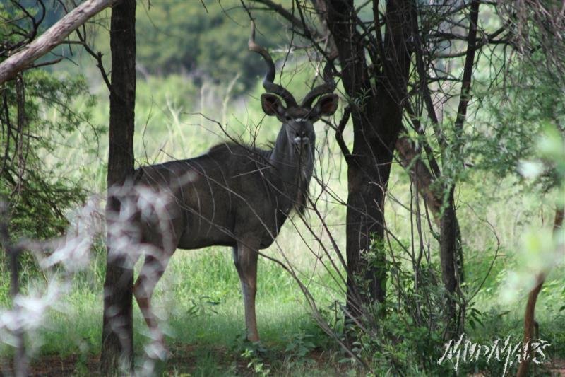 Mud Maps Africa Entabeni 8528